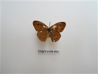 藏品(小波眼蝶)的圖片